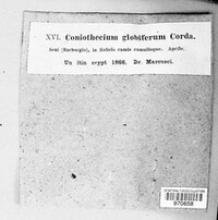 Coniothecium globiferum image